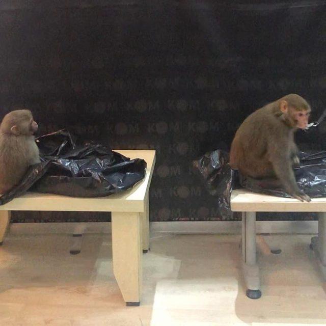 Marmaris’te ticareti yasak maymunlar ele geçirildi