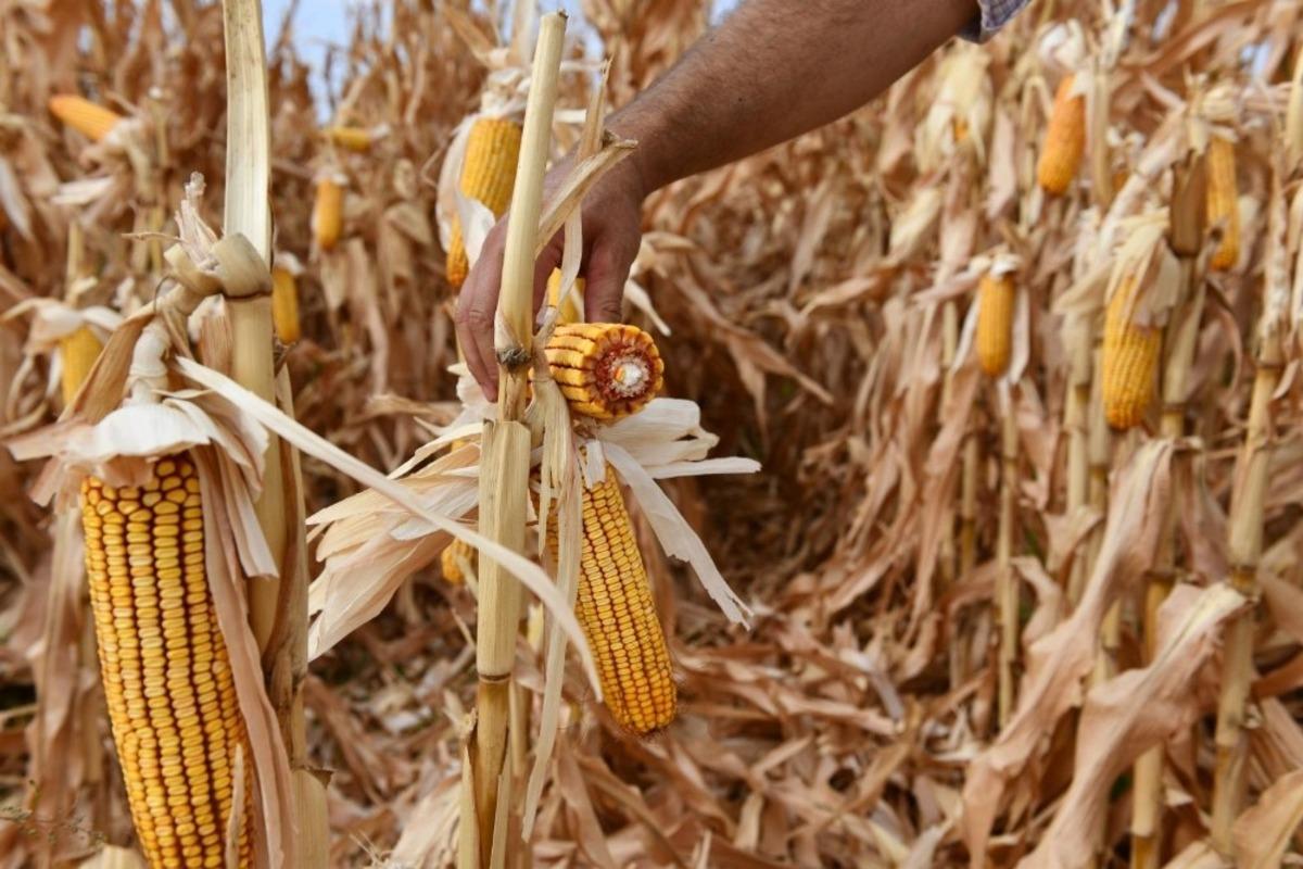 TAREKS&rsquo;in geliştirdiği yerli tohumlar &uuml;reticinin y&uuml;z&uuml;n&uuml; g&uuml;ld&uuml;r&uuml;yor