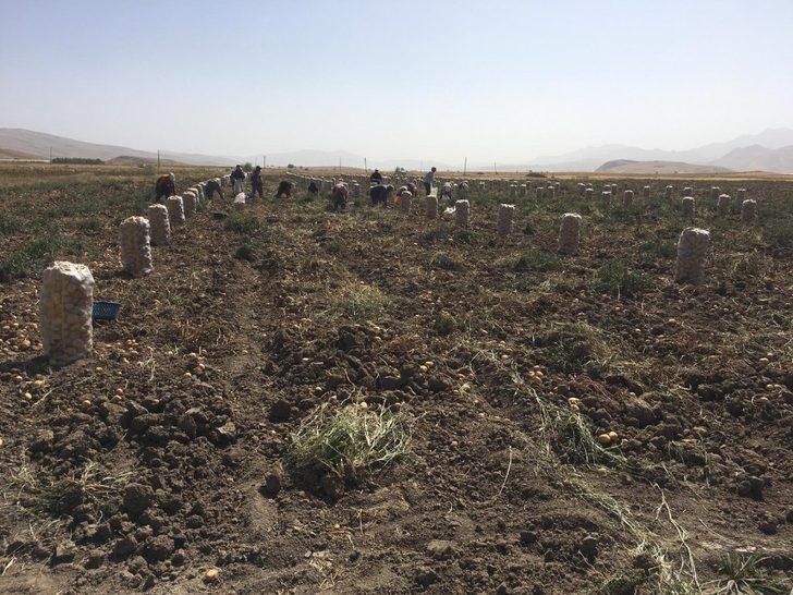 Yaylada patates hasatı başladı G2