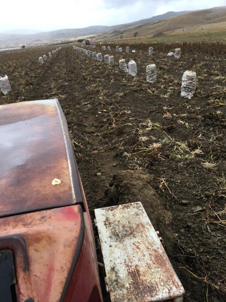 Yaylada patates hasatı başladı G4