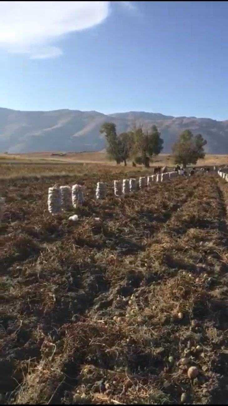 Yaylada patates hasatı başladı G5