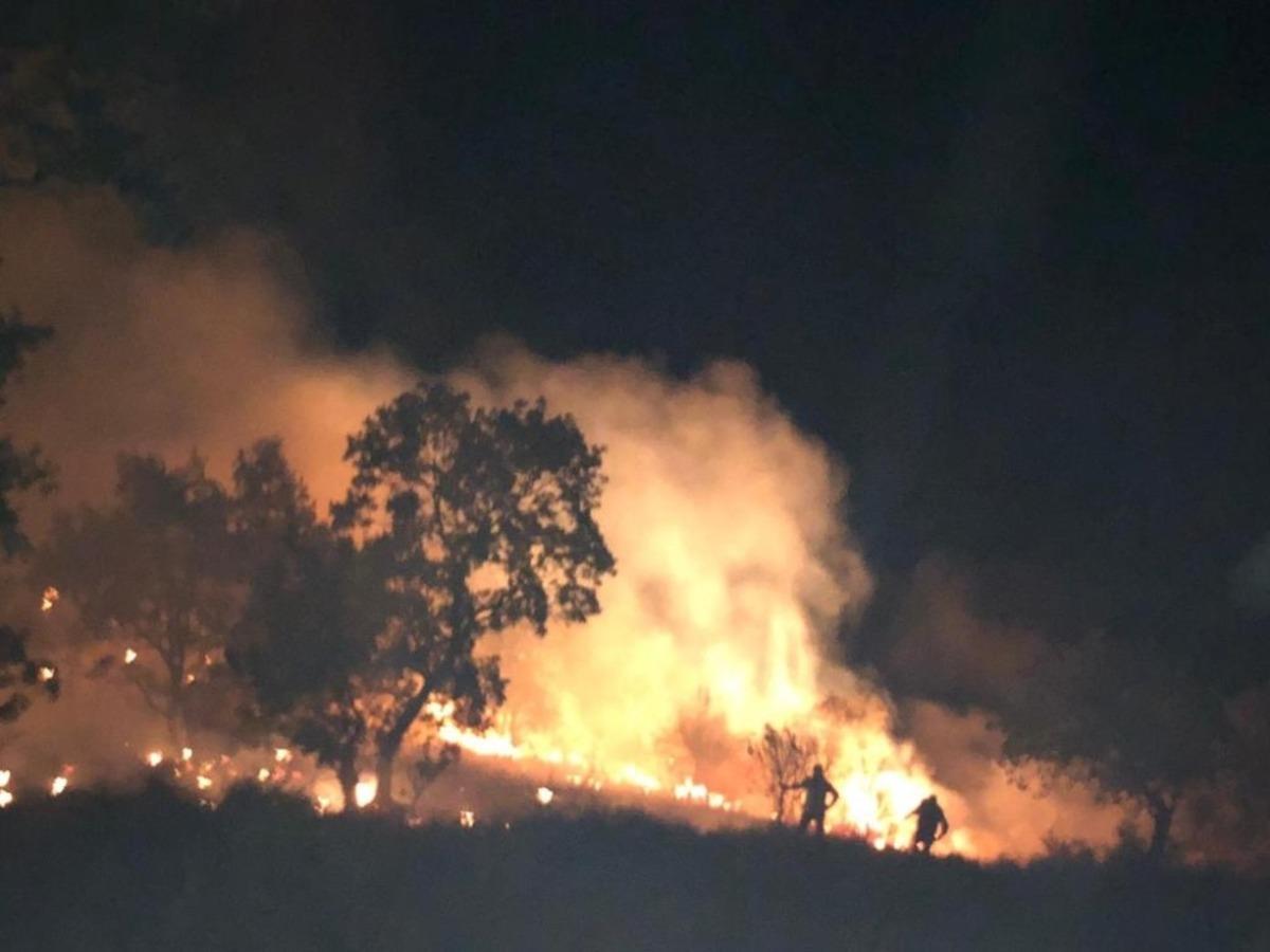 Aydın&rsquo;da orman yangını