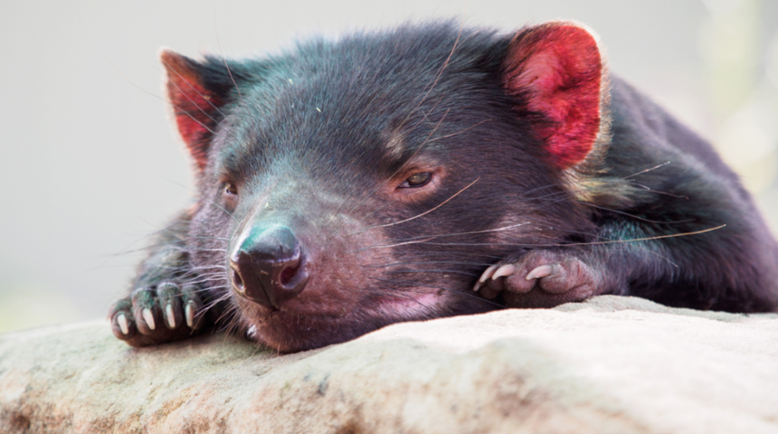 Tazmanya canavarı 3 bin yıl aradan sonra geri d&ouml;nd&uuml;! 