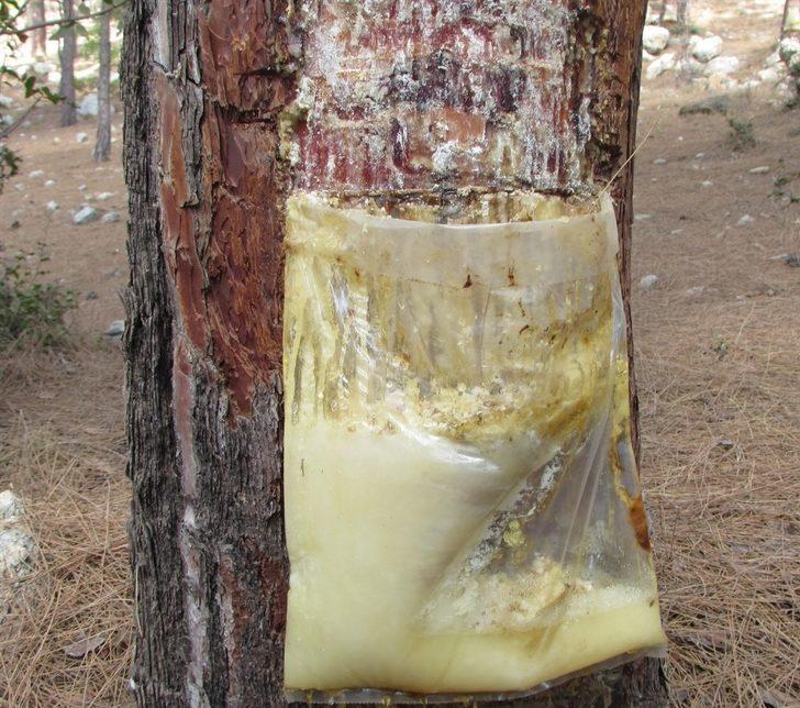 Mersin ormanlarında reçine hasadı başladı G1