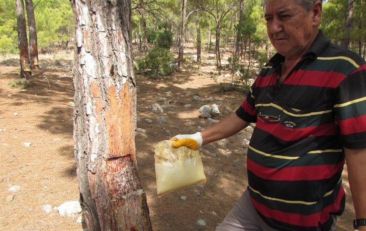 Mersin ormanlarında reçine hasadı başladı G2