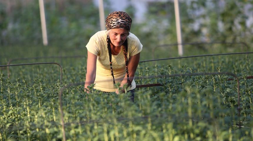 Hobi olarak çiçekçiliğe başladı, kurduğu seralarda taleplere yetişemiyor