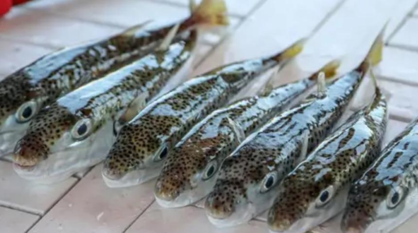 Korkunç iddia: Balon balıklarını mezgit diye satıyorlar