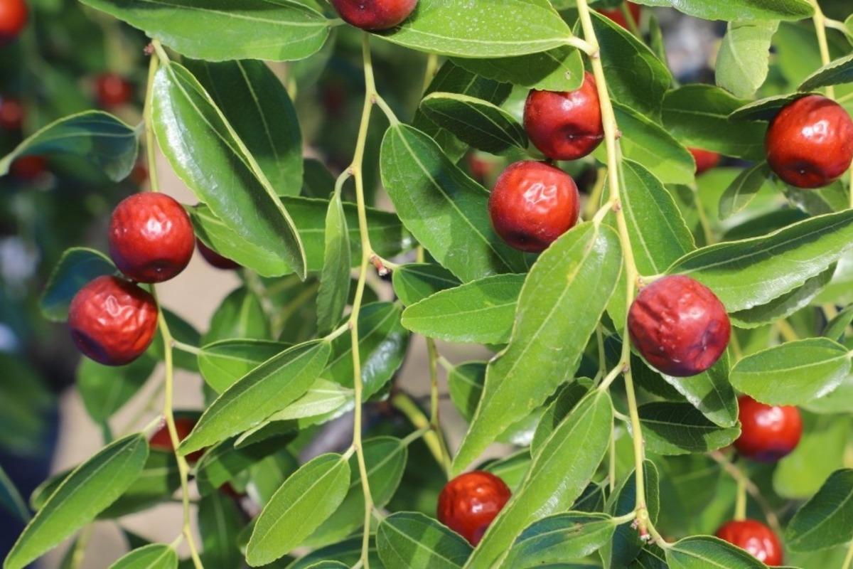 Şifa kaynağı h&uuml;nnapta hasat başladı