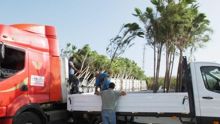 Burhaniye fıstıkçamı üretim merkezi oldu G1