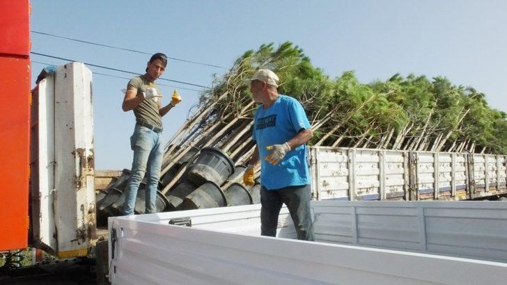 Burhaniye fıstıkçamı üretim merkezi oldu G2