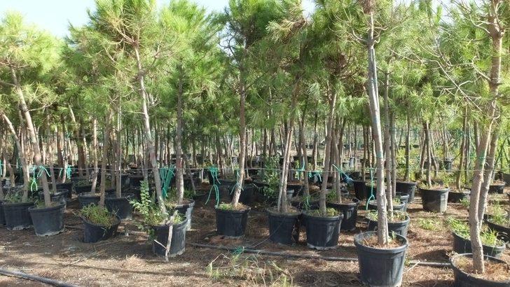 Burhaniye fıstıkçamı üretim merkezi oldu G5