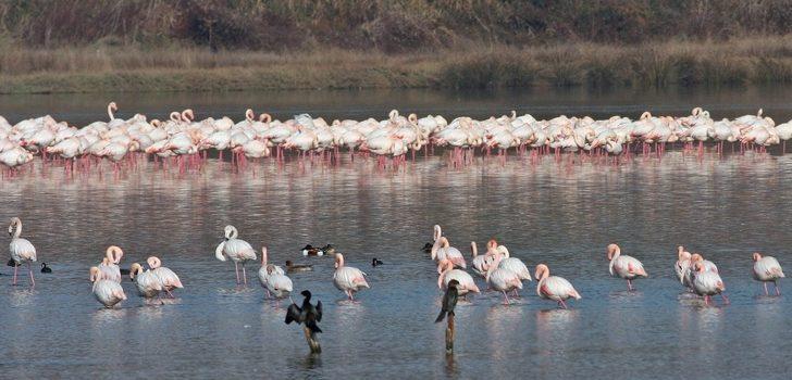 Hersek Lagünü "kesin korunacak hassas alan" ilan edildi G3