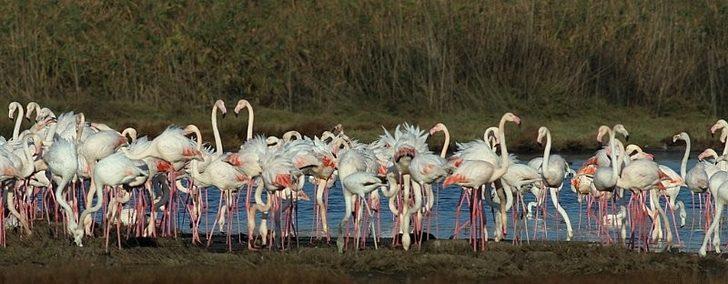 Hersek Lagünü "kesin korunacak hassas alan" ilan edildi G5