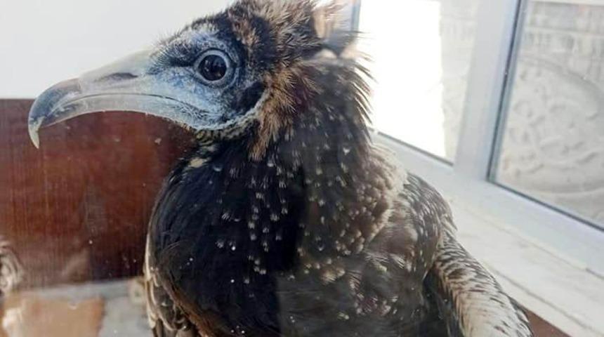 Nesli tehlike altındaki yaralı mısır akbabası tedavi altına alındı