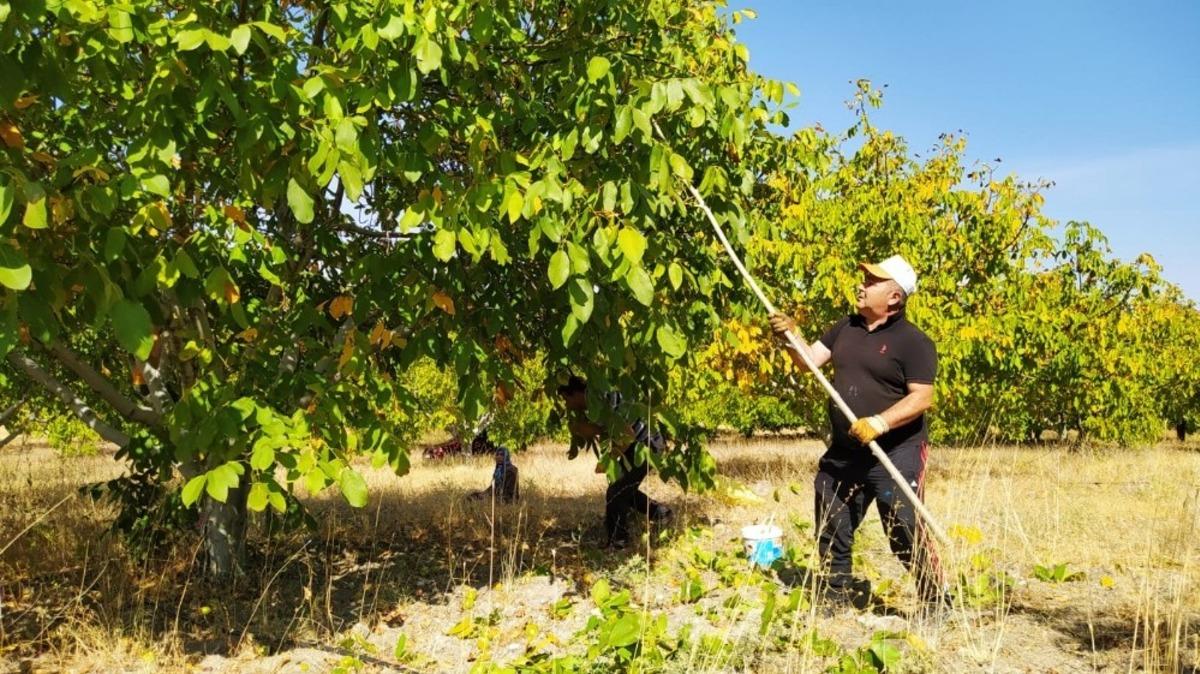 Yozgat&rsquo;ta ceviz hasadı başladı