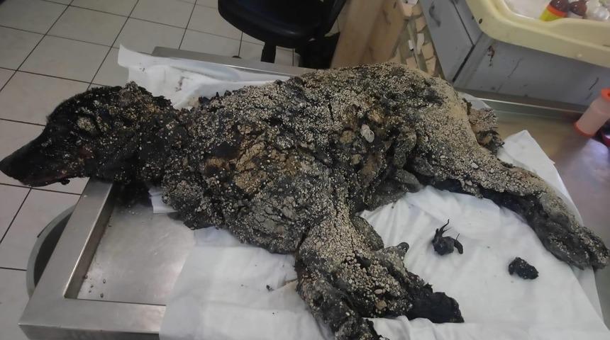 Zifte bulanmış halde bulunmuştu! İşte o köpeğin son hali