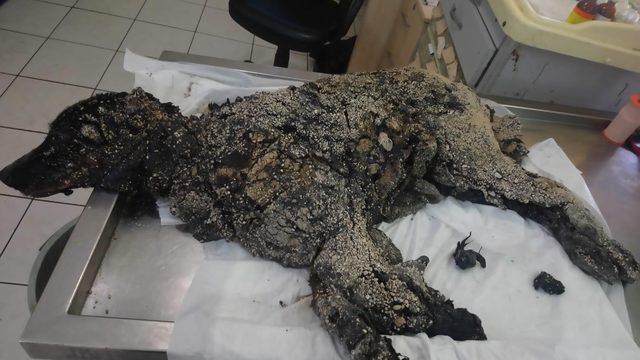 Zifte bulanmış halde bulunmuştu! İşte o köpeğin son hali