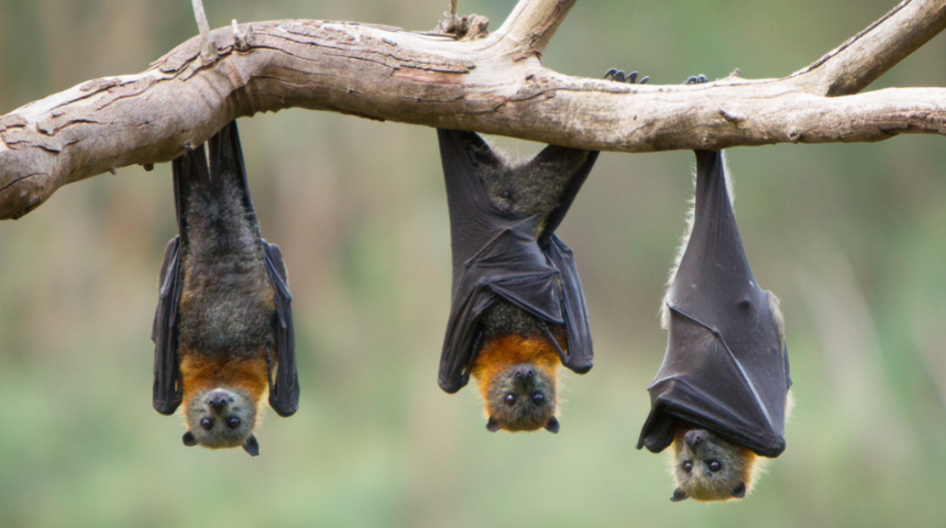 Onların tarihi insanlardan eski! Ahtapot 135 yıl, yarasa ise...