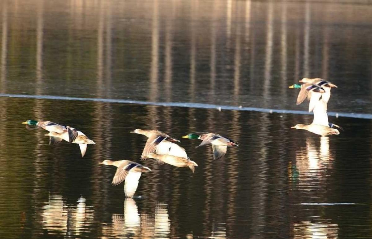 Topuk G&ouml;leti g&ouml;renleri hayran bırakıyor