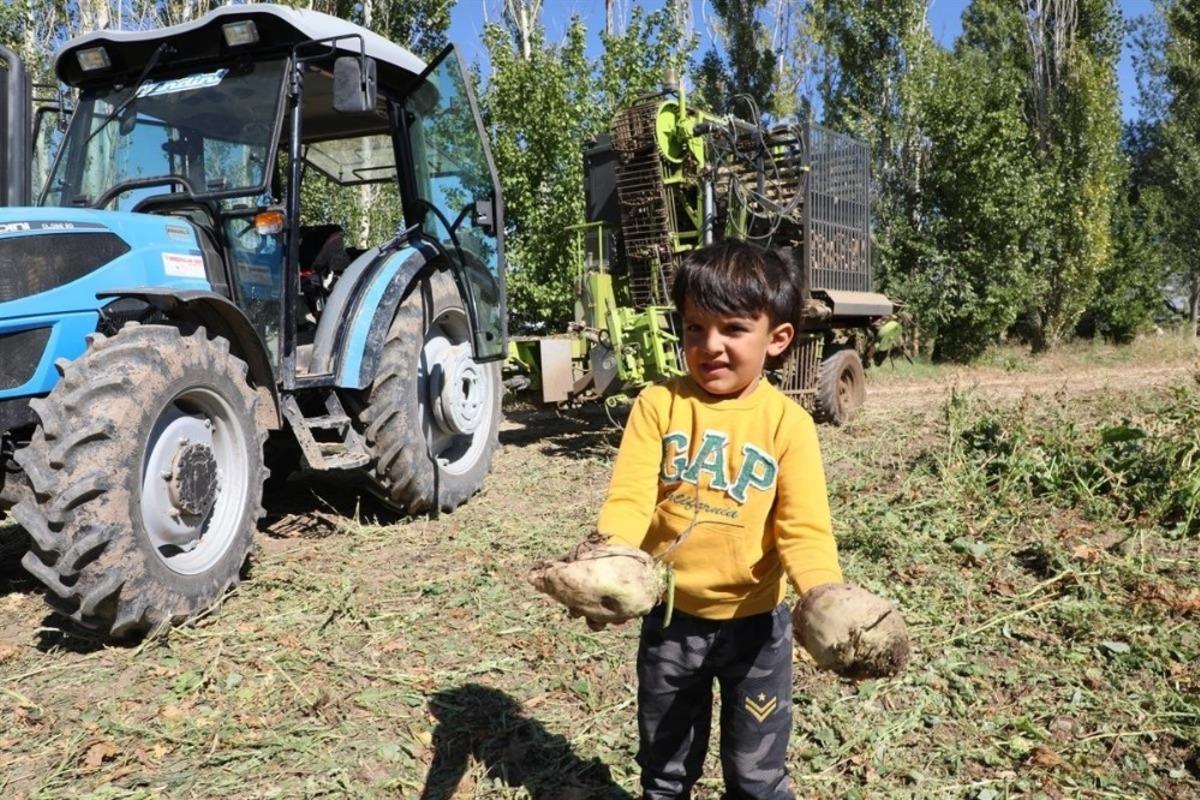 Erzincan&rsquo;da şeker pancarı hasadı başladı