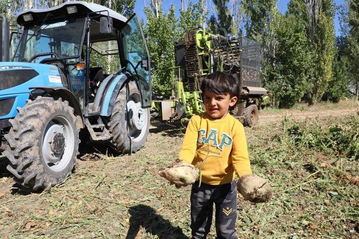 Erzincan’da şeker pancarı hasadı başladı G1