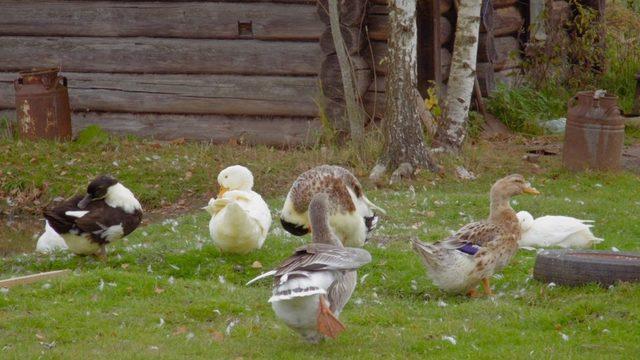 Udgodskaya'nın şimdi ördekleri ve kazlarına bakmaktan daha başka işleri de var.