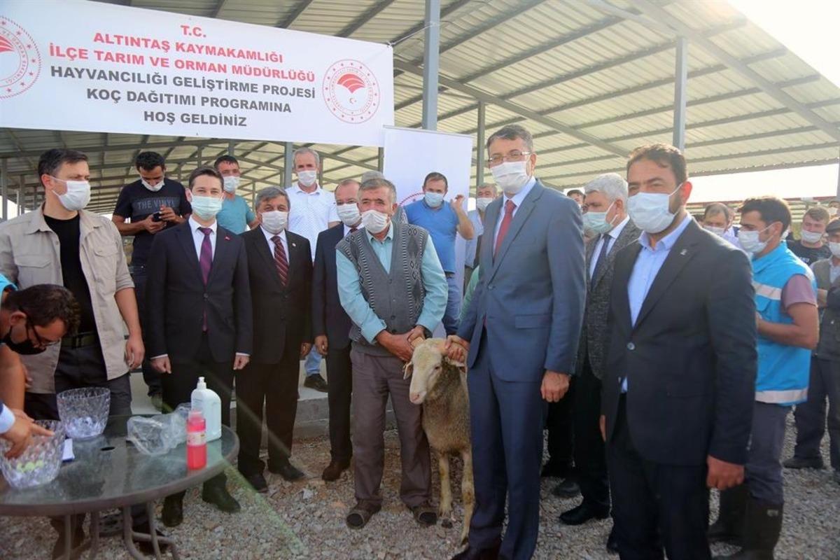 Altıntaş&rsquo;ta 61 &uuml;reticiye 86 adet Merinos ırkı damızlık ko&ccedil; dağıtıldı