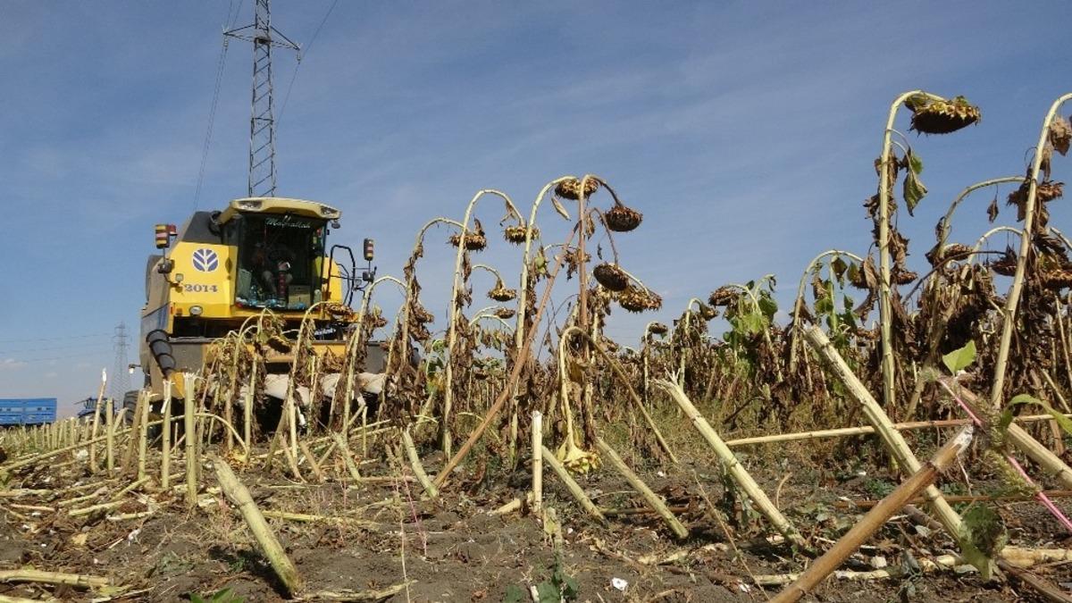 (&Ouml;zel haber) Muş&rsquo;ta ilk defa ekimi yapılan &ccedil;erezlik ay &ccedil;ekirdeği hasadına başlandı
