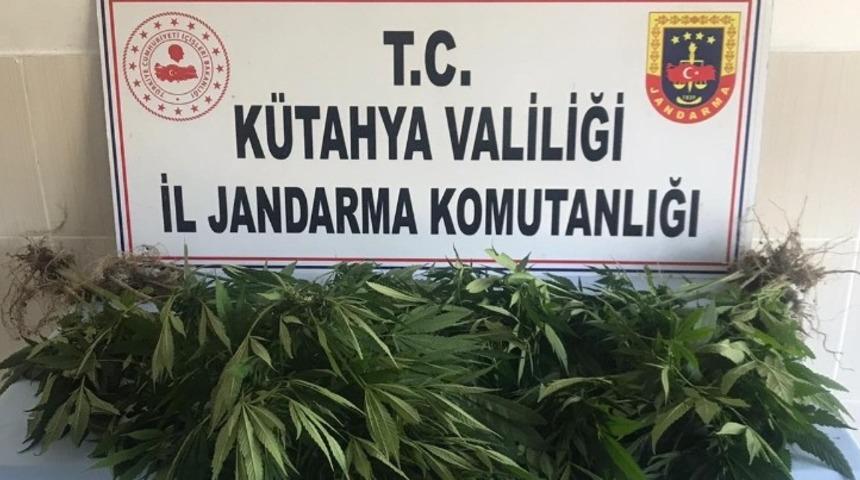 Gediz&rsquo;de 50 k&ouml;k kenevir ele ge&ccedil;irildi