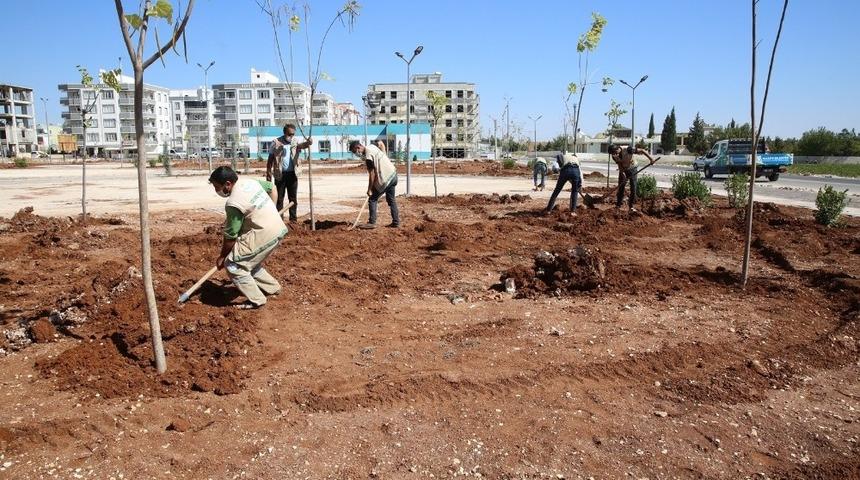 Haliliye’de parklar ağaçlandırılıyor