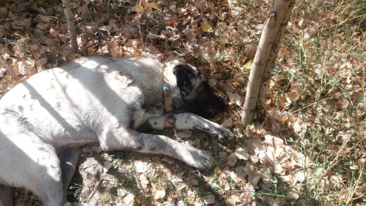 Ulaş&rsquo;ta ş&uuml;pheli hayvan &ouml;l&uuml;mleri