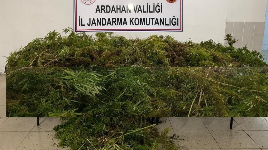 Ardahan&rsquo;da 114 k&ouml;k Hint keneviri ele ge&ccedil;irildi