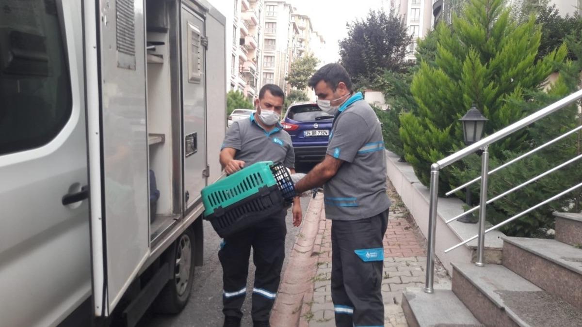 &Ccedil;atıdaki yaralı martıya &Uuml;mraniye Belediyesi ekipleri m&uuml;dahale etti