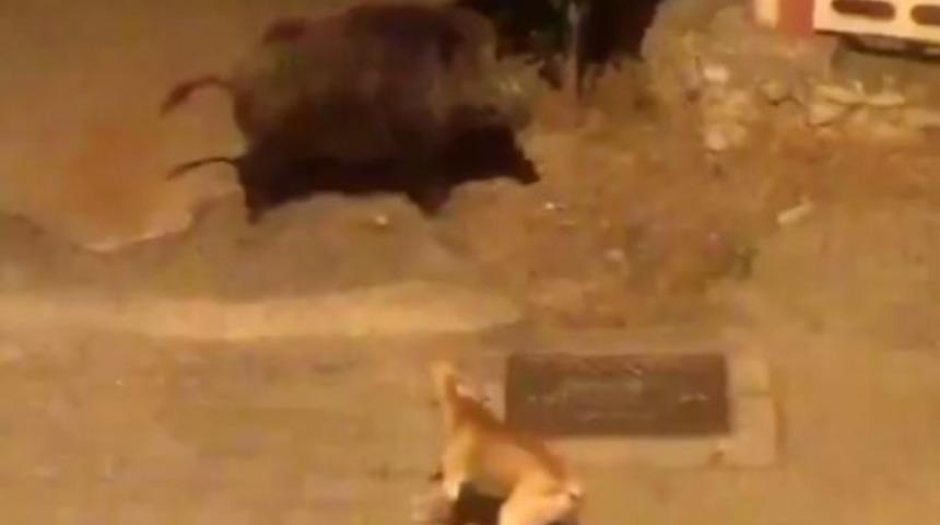 Yaban domuzu ile karşılaşan köpeğin görüntüsü sosyal medyada olay oldu