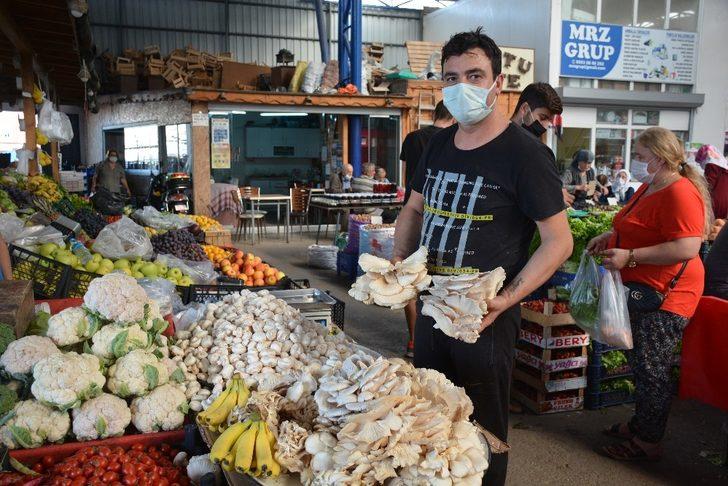 İstiridye mantarı tezgâhlarda G1