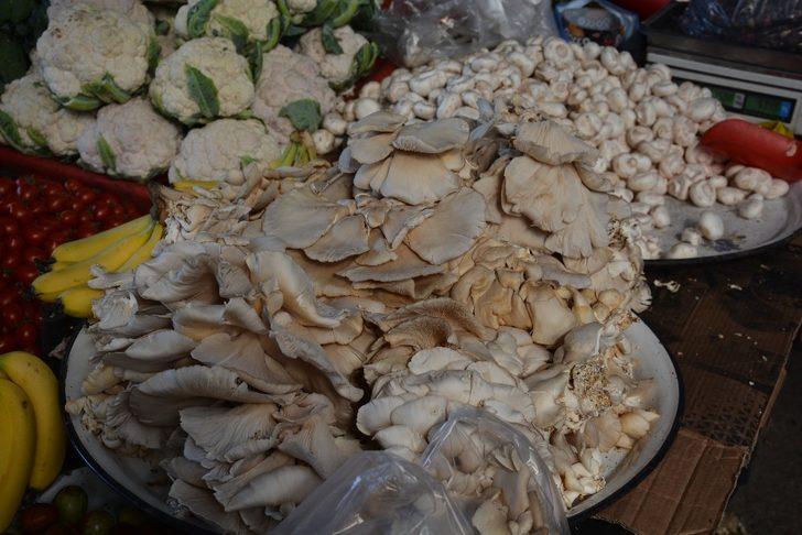 İstiridye mantarı tezgâhlarda G2