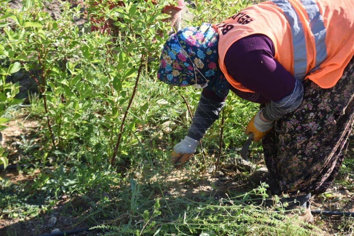 Bilecik Belediyesi tarafından &uuml;retilen saksı fidanlar toprakla buluşuyor