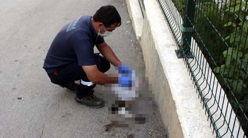 Kafası ve ayakları ayrılmış! Kırıkkale'de yavru kedi vahşeti