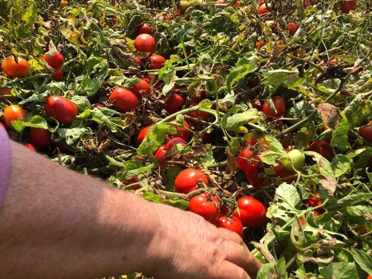 Manyas’ta öğrenciler salça üreterek para kazandı G2