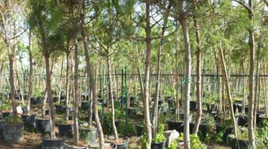 Meyvesi en pahalı ağaç! Çiçeklerinden bal, kökünden mantar oluyor