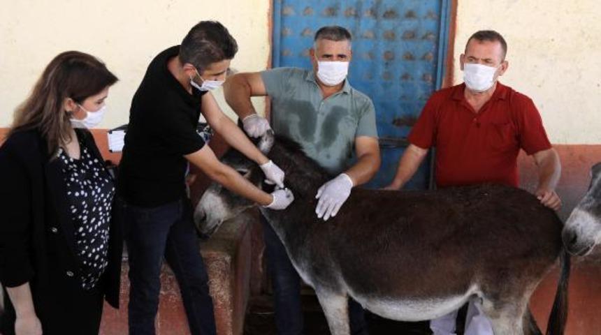 At ve eşeklere çip takılıyor! 81 ilde başladı, cezası var
