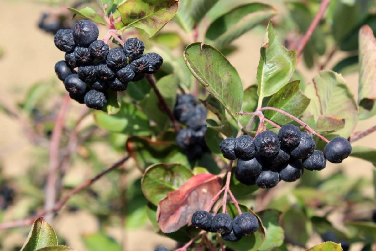 4. Aronya Hasadı Şenliği ger&ccedil;ekleştirildi