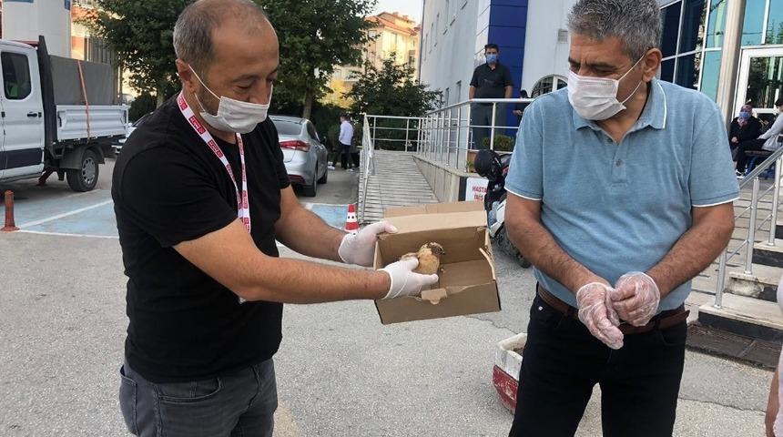Kedinin saldırısına uğrayan yavru kuşu doktoru kurtardı