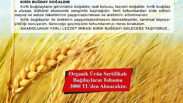 Ilıcalı’dan Kırik buğday üretiminin yaygınlaştırılması çağrısı
