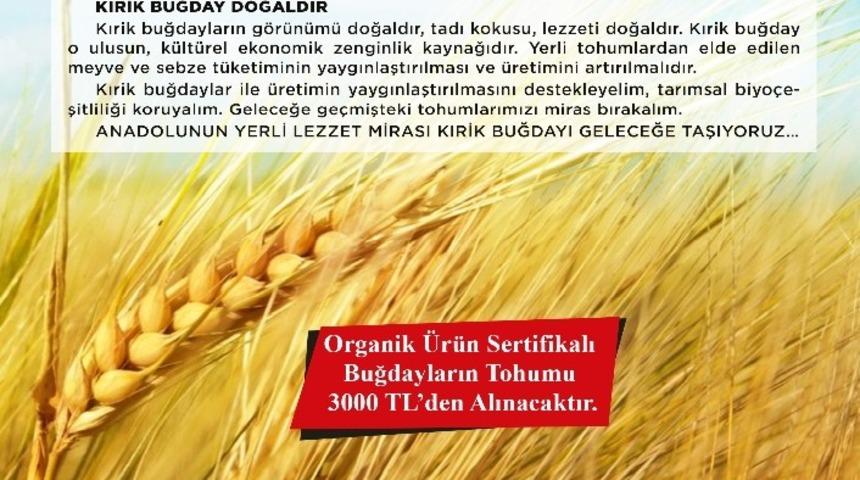 Ilıcalı&rsquo;dan Kırik buğday &uuml;retiminin yaygınlaştırılması &ccedil;ağrısı