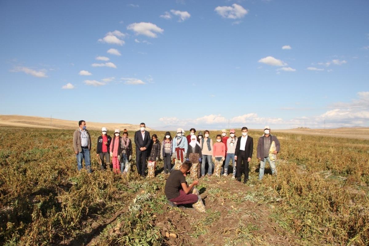 Malazgirt&rsquo;te ilk defa ekilen patates &ccedil;ift&ccedil;iye umut oldu
