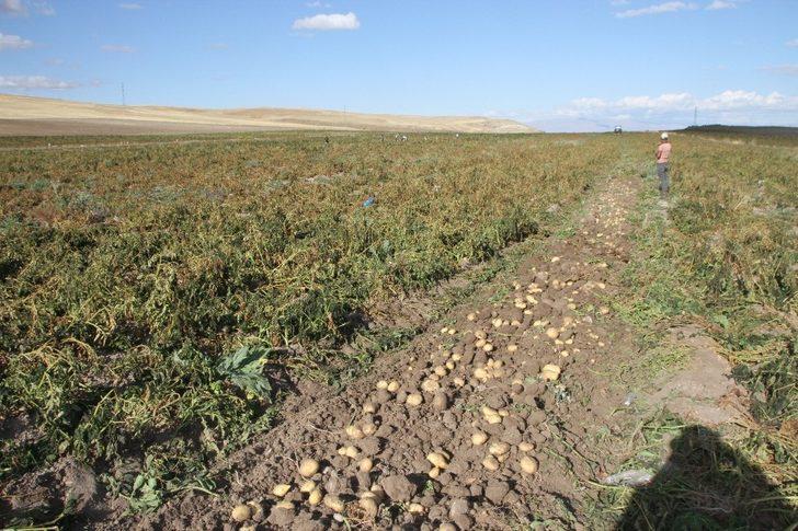 Malazgirt’te ilk defa ekilen patates çiftçiye umut oldu G2