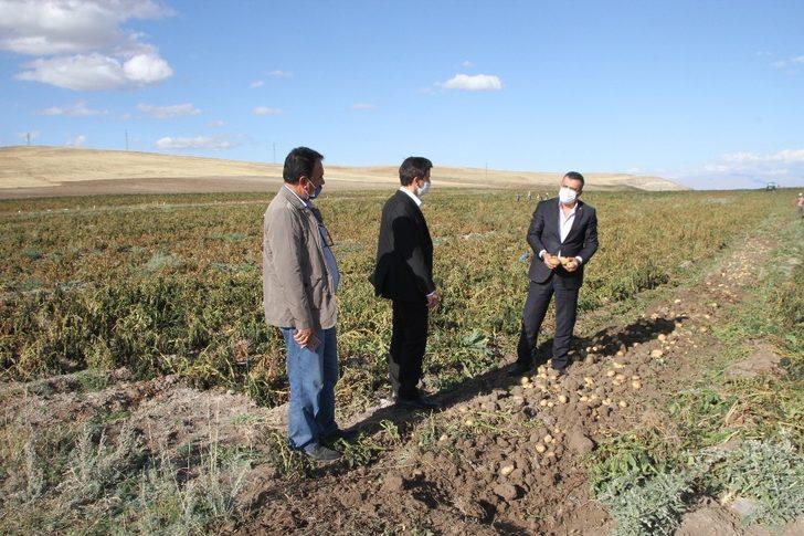 Malazgirt’te ilk defa ekilen patates çiftçiye umut oldu G3