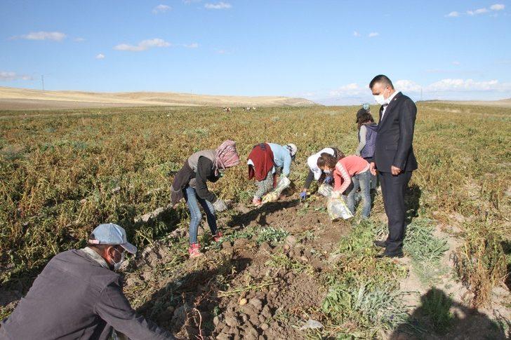 Malazgirt’te ilk defa ekilen patates çiftçiye umut oldu G4