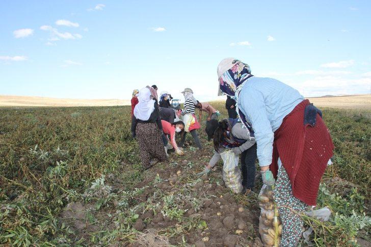 Malazgirt’te ilk defa ekilen patates çiftçiye umut oldu G5